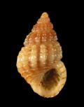 Alvania lineata